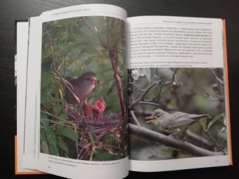 Константин Михайлов: Лесные птицы России