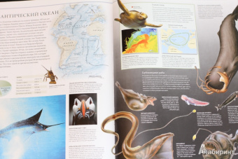 Бамбарадения, Вудрафф, Гинзберг: Животный мир. Иллюстрированный атлас