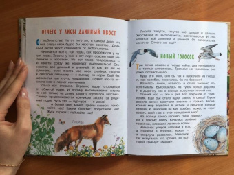 Николай Сладков: Лесные сказки