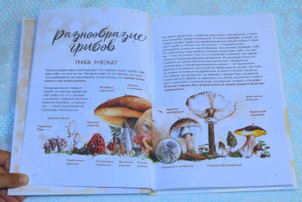 Михаил Вишневский: Грибы. Атлас-определитель