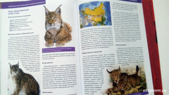 Скалдина, Слиж: Красная книга. Животные мира