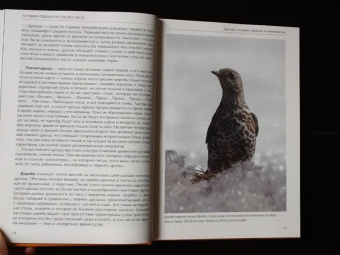 Константин Михайлов: Лесные птицы России