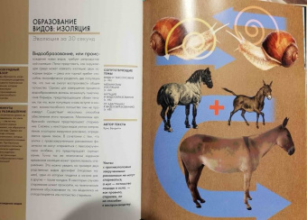 Бэтти, Клегг, Феллоу: Эволюция за 30 секунд