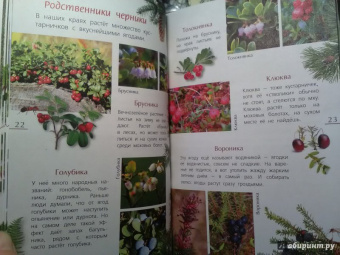 Петр Волцит: Ягоды и грибы