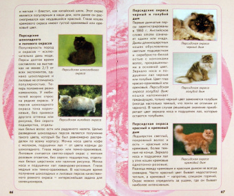 Самые популярные породы кошек
