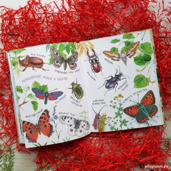 Николай Сладков: Лесные сказки