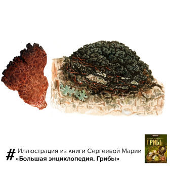 Мария Сергеева: Грибы. Большая энциклопедия