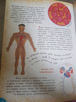 Вера Иванова: Как устроен человек?