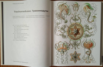 Эрнест Геккель: Красота форм в природе