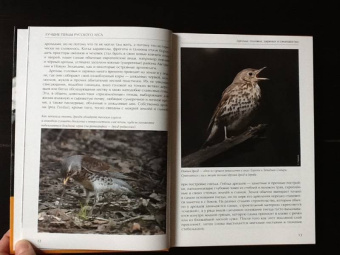 Константин Михайлов: Лесные птицы России