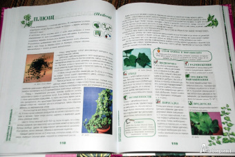 Иллюстрированная энциклопедия комнатных растений