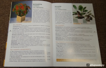 Валентин Воронцов: Секреты ухода. Декоративнолистные комнатные растений