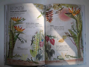 Зоммер, Тейлор: Большая книга букашек