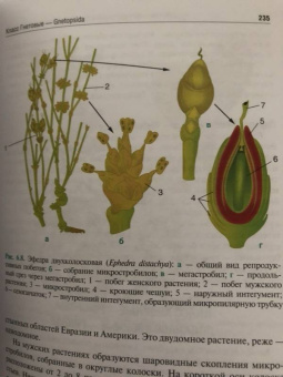Барабанов, Зайчикова: Ботаника. Учебник