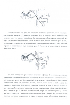 О. Глезер: Сегментарный массаж