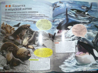 Кармен Родригес: Подводный мир. Иллюстрированная энциклопедия