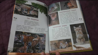 Александр Тихонов: Кошки дикие и домашние