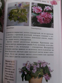 Надежда Ширяева: Узамбарские фиалки