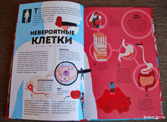 Макс Пембертон: Тело человека. Как работает наш удивительный организм