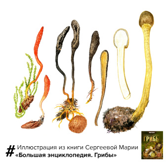 Мария Сергеева: Грибы. Большая энциклопедия
