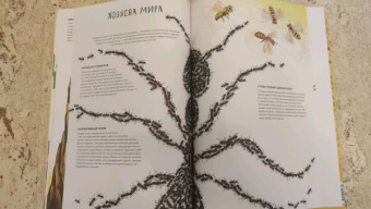 Анна Янкелевич: Королевство насекомых. Интерактивная книга с окошками о жизни муравьев, ос и пчел