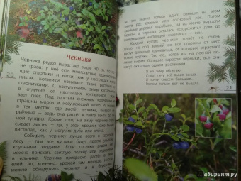 Петр Волцит: Ягоды и грибы