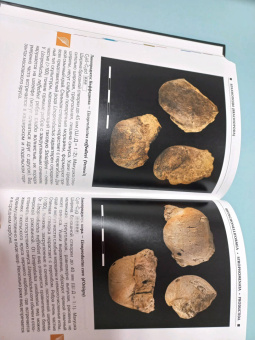 Шмаков, Дадыкин, Верлатова: Ископаемые Московского региона. Атлас-определитель