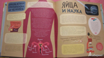 Лена Шёберг: Крутые факты о яйцах