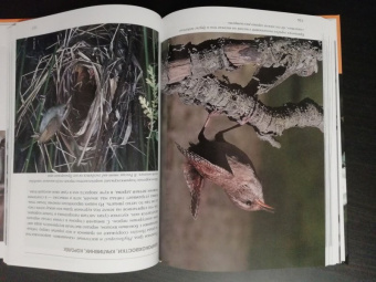 Константин Михайлов: Лесные птицы России