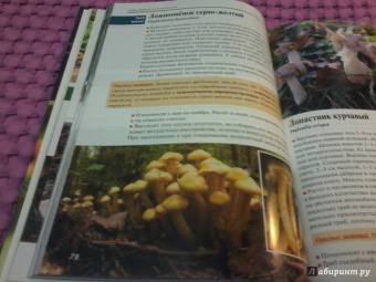 Федор Карпов: Грибы средней полосы России. Атлас-определитель