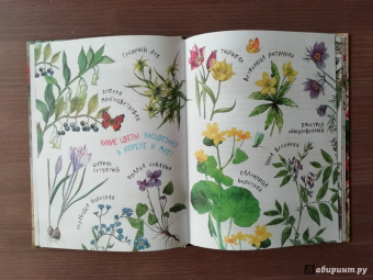 Николай Сладков: Лесные сказки