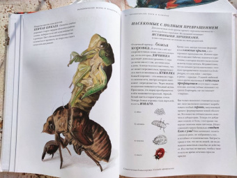 Барт Россел: Поразительные насекомые. Книга про подземных математиков, мастеров блефа, дружных кочевников, зомби