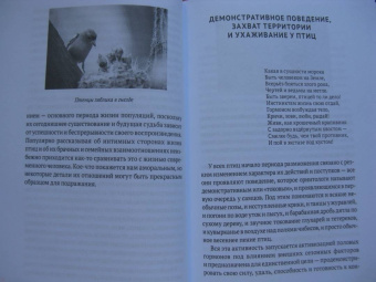 Владимир Паевский: Пернатые многоженцы. Любовь, браки, измены и разводы в мире птиц