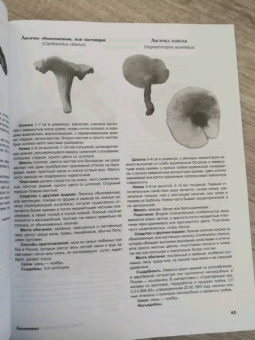 Матанцев, Матанцева: Грибы. Справочник-определитель