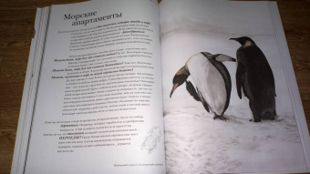 Барт Россел: Поразительные насекомые. Книга про подземных математиков, мастеров блефа, дружных кочевников, зомби