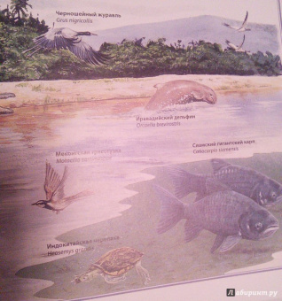 Бамбарадения, Вудрафф, Гинзберг: Животный мир. Иллюстрированный атлас