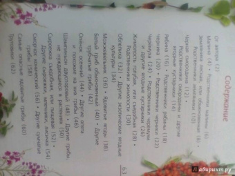 Петр Волцит: Ягоды и грибы