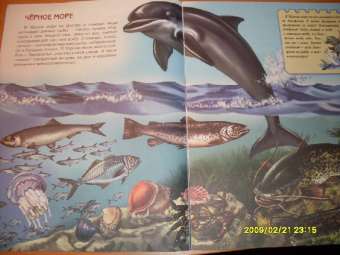 Юлия Школьник: Подводный мир. Книжки для любознательных