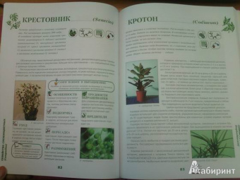 Иллюстрированная энциклопедия комнатных растений