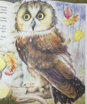 Николай Сладков: Бюро лесных услуг