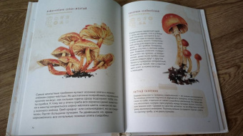 Михаил Вишневский: Грибы. Атлас-определитель